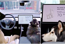 Tesla’s ‘Dog Mode:’ Keeps Your Pups Cool, Lets Passersby Know They’re Ok