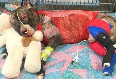 Dog Dies After Being Cruelly Set On Fire, $25,000 Reward Set On Culprit’s Head