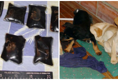 Veterinarian Busted For Smuggling Heroin Inside Puppies