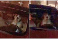 Dog Honks The Horn At Mom Taking Too Long Picking Out Wine
