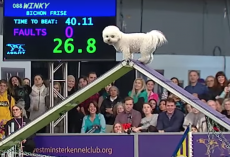 Winky The Bichon Frise Takes His Good Old Time Running The Agility Course