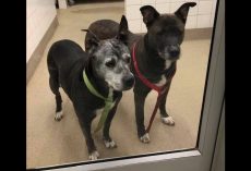 Senior dogs seeking new home after being abandoned by owners inside Petco bathroom