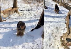 Dog Was Tied To A Tree & Left Outside To Die In Freezing Temps During Snowstorm
