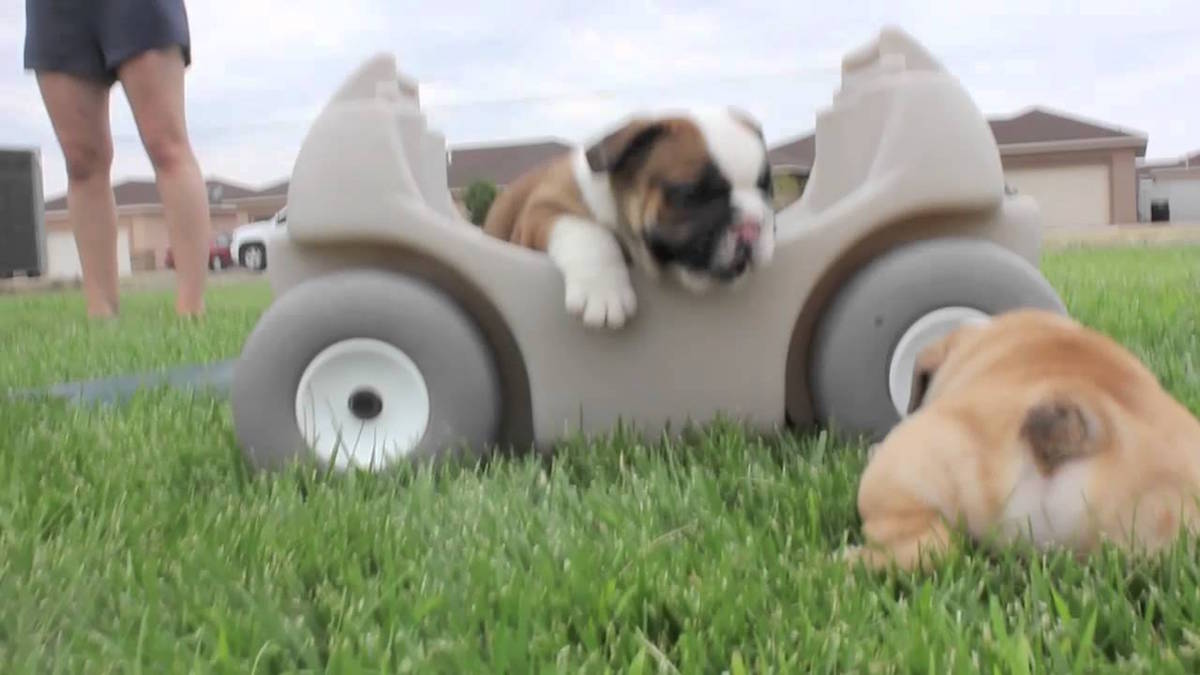 Cutest English Bulldog Puppies Ever Can You Handle The Cuteness