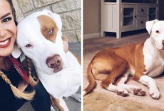 Dog Passes After Common Mistake, Dog Owner Posts Warning To Save Others
