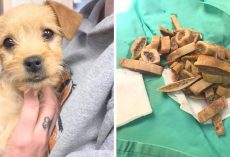 Dog Dies After Eating 50 Short Ribs, Owners Being Warned To Keep Human Food Away