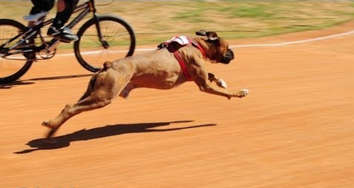 boxer dog race