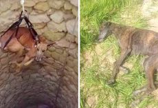 50,000 Greyhounds Outlive Their ‘Purpose’, So Hunters Dump Them In Wells To Die