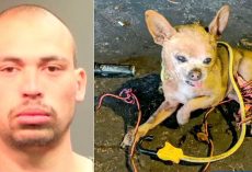 Ex-Felon Binds A Tiny Dog With Wires & Kicks Him Repeatedly, Dog Gravely Injured