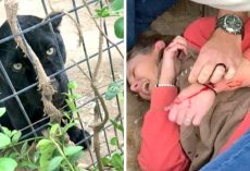 Woman Tries To Take Selfie With Jaguar, Gets Attacked And Then Blames The Zoo