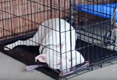 Deaf Dog Is Caught Off Guard When She Spots Her Soldier Dad Coming Toward Her