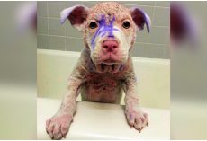 Discarded Pup Covered In Purple Dye Sat At High-Kill Shelter, Awaiting His Fate