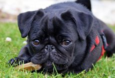 Debt Collectors Seized Family’s Beloved Pug – Then Sold Her On eBay