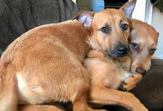 Dog Finds Her ‘Twin’ While On A Walk, Convinces Owner To Adopt Him
