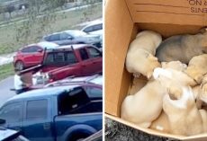 Cam Catches Woman Dumping Box Of Puppies From Her Red Truck, Then Driving Away