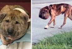 An Evil Person Abused And Deformed Him But After Surgery, This Dog Is Unrecognizable