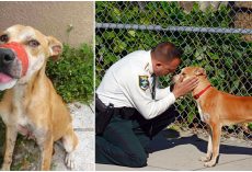 Sheriff’s Office Adopts Dog Who Was Found With Electrical Tape Around His Snout