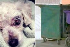 Dog Tied, Beaten Up & Left To Die In Dumpster, $20000 Reward Set For Any Info