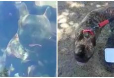 Unapologetic Guy Leaves Dog In Hot Car, Beachgoers Smash Window To Save Him