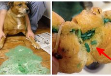 Dog Owners: Urgent New Danger Lurking In And Around Dog Parks