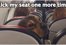 Guy Asks For Captions For Photo Of Dog On Airplane, Replies Are Hysterical