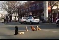 4 Dogs Block Traffic, Drivers Realize They’re Guarding The Body Of A Friend Killed By A Car