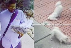 Dog writhes in pain – when owner checks surveillance camera & sees run-in with mailman