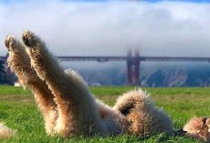 17 Pics That Prove Goldendoodles Are A Little Different From Other Dogs