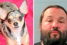 Man Shoots & Kills Chihuahua For Using Family Bathroom, Faces Multiple Charges