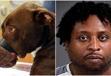 Justice For Caitlyn: Animal Abuser Will Spend 15 Years In Prison