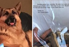 Dog Passes Away But Has A Request For The Mailman Who Always Gave Her Treats