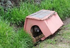 Dog Sat In Her Doghouse Dumped On Side Of Road, Hoping Someone Would Notice Her