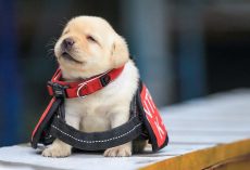 People Can Now Adopt Dogs Who Failed Government Training For Being Too Friendly
