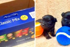 Two Tiny Puppies Found Dumped In A Chips Box In Trash, Police Looking For Info