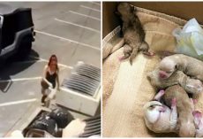 Woman Caught On Video Tossing Bag Filled With 7 Newborn Puppies Into Dumpster