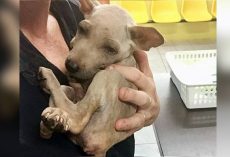 Relieved Homeless Puppy Clings To His Rescuer When He Knows He’s Finally Safe
