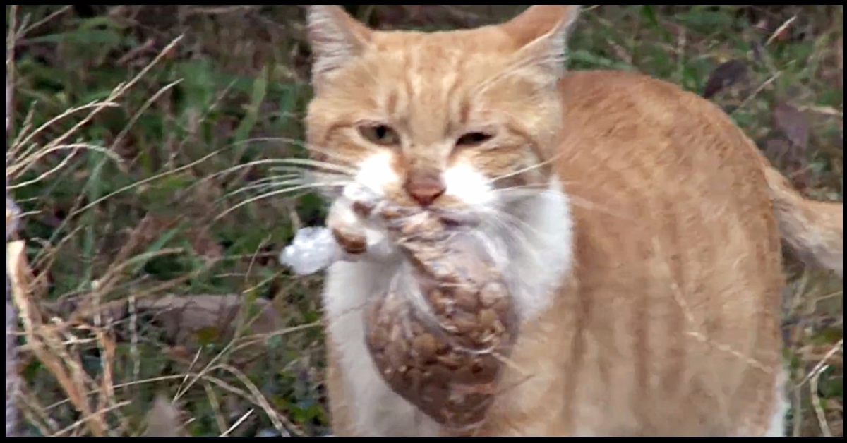 Stray Cat Refuses Food Unless It's In A Bag She Can Carry, One Day They