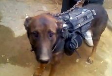 Taliban Captures Military Dog And Holds Him Hostage As A Prisoner Of War