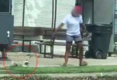 Horrified Motorist Recorded Woman Casually And Publicly Treating Her Dog Like Trash