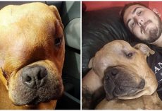 Man Adopts Dog With Cancer So He Can Experience A Loving Home In His Final Days