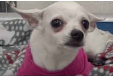 1-Year-Old Chihuahua Dumped At Shelter, Cries Herself To Sleep In A Pink Sweater