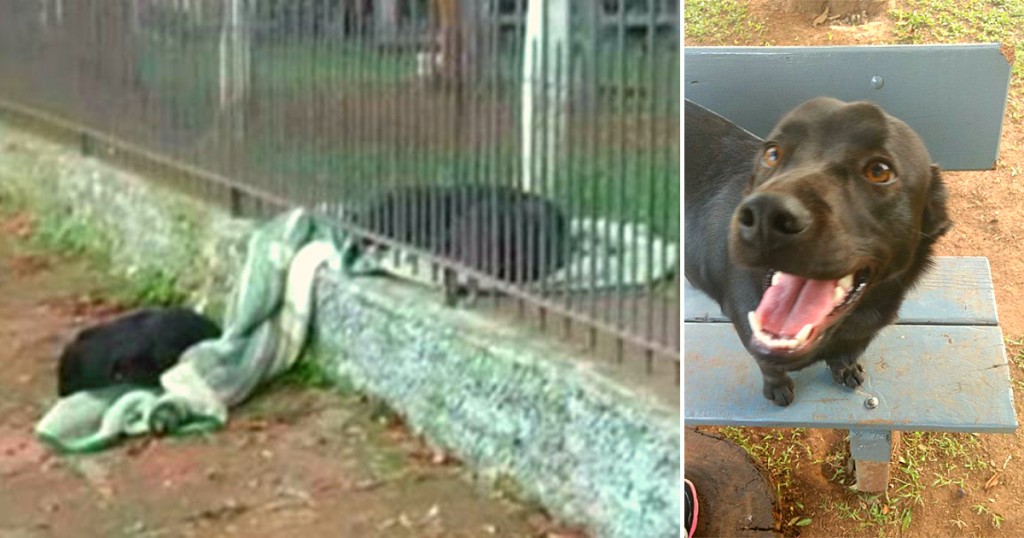 Sweet Puppy Drags Her New Blanket Outside To Share It With Cold Homeless Dog