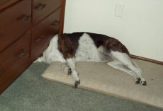 10 Dogs Who Are Having A Worse Day Than You