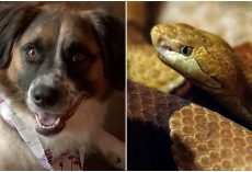 Fearless pup attacked & killed venomous snake as it made its way near her owner