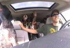 Dad Put Camera In Car To Show 4 Dogs Flipping Out When They Hear They’re Going To The Dog Park