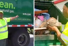 Owners Wanted Her To Be Crushed To Death, So They Threw Her In A Garbage Truck