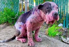 Dog Is Beaten, Spray-Painted And Burnt For Fun- Police On Lookout For Information