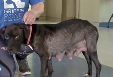 She was skin and bones after giving birth when her owner disposed her as trash