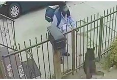 Home security camera catches postal carrier pepper spraying innocent Husky in face