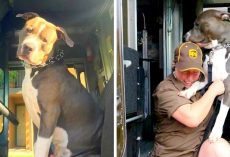 Pit Bull Sobs Like A Baby After Mom’s Death, Begs UPS Driver To Give Him A Home